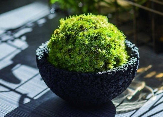 a decorative japanese moss ball
